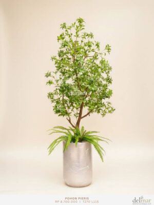 Pohon Pieris untuk Foyer