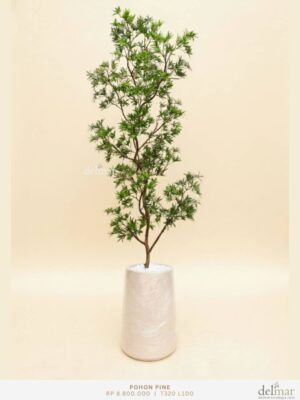 Pohon Pine untuk Selasar