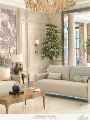 Pohon Black Olive untuk Family Room