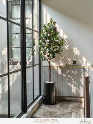 Pohon Eucalyptus untuk Bordes Tangga