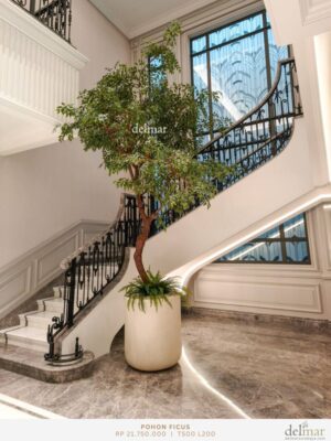 Pohon Ficus untuk Void