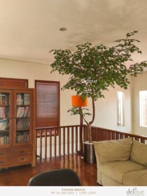 Pohon Maple untuk Ruang Baca
