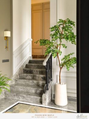 Pohon Mini Maple untuk Foyer