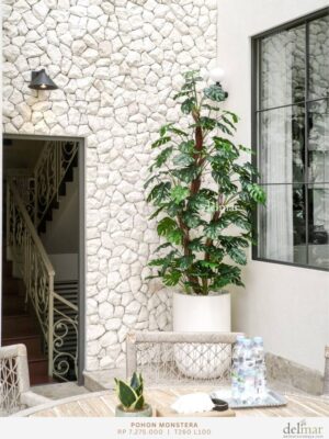 Pohon Monstera untuk Teras