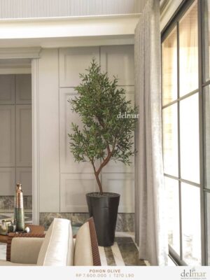 Pohon Olive untuk Living Room