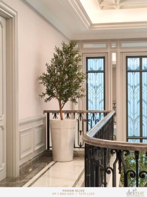 Pohon Olive untuk Corridor