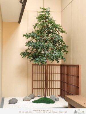 Pohon Black Olive untuk Kantor